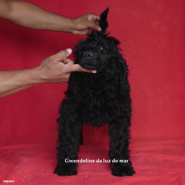 chien d’eau portugais : Gwendoline Da Luz Do Mar